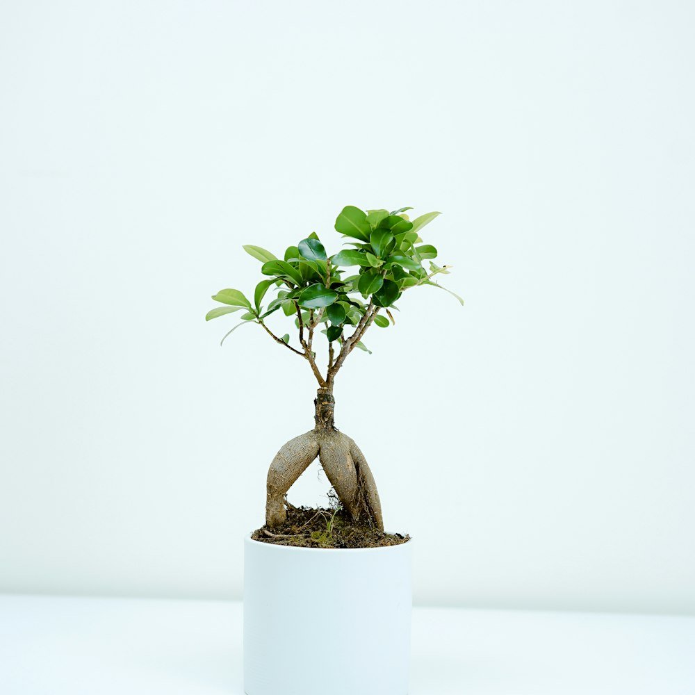 Ceramic Textured Pot Set