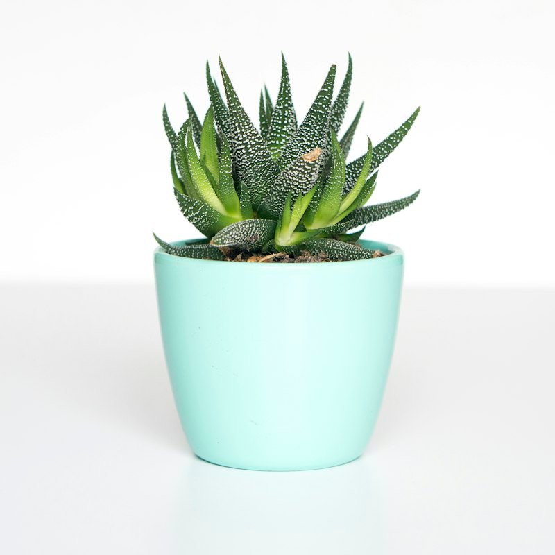 Planters